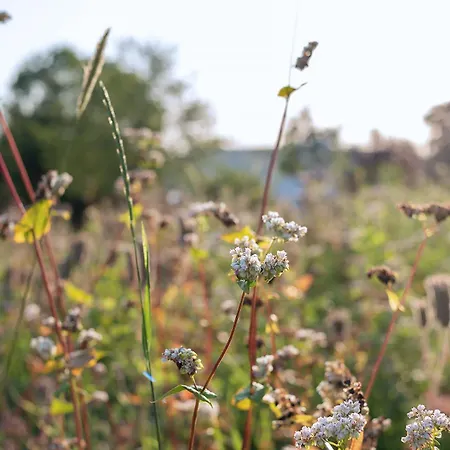 Nocleg ze śniadaniem Domein Holset Bruisendwijnhuis Lemiers