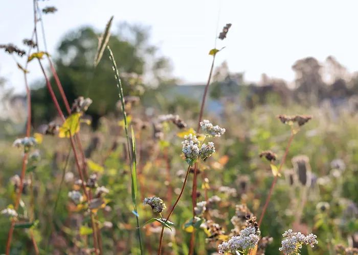 Frühstückspension Domein Holset Bruisendwijnhuis Lemiers